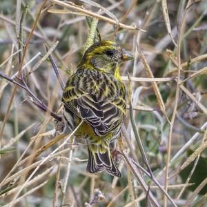 European Serin