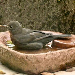 Eurasian Blackbird