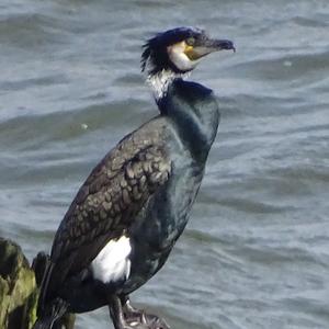 Great Cormorant