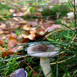 Late Fall Waxy Cap