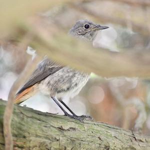 Black Redstart