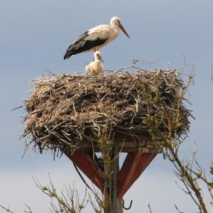 White Stork