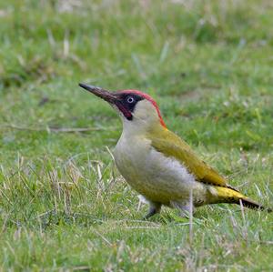 Eurasian Green Woodpecker