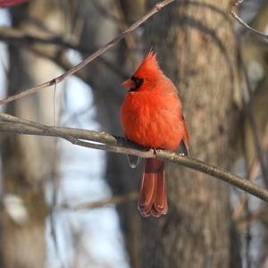 Northern Cardinal