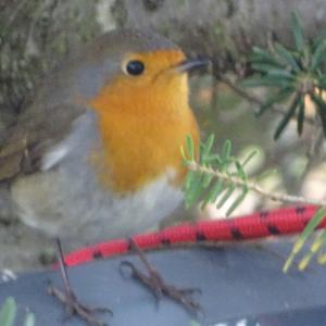 European Robin