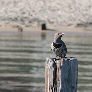 Northern Flicker