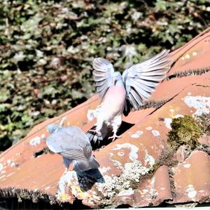 Common Wood-pigeon