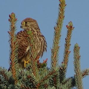 Common Kestrel