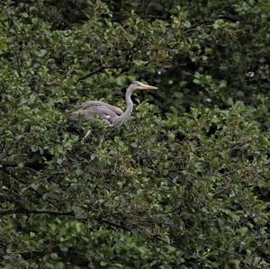 Grey Heron