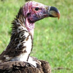 Lappet-faced Vulture