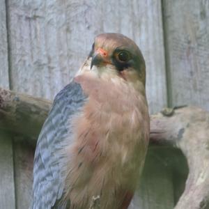 Red-footed Falcon