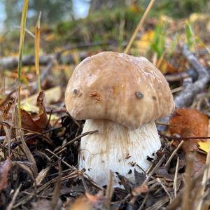 King Bolete