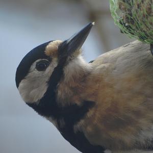 Great Spotted Woodpecker