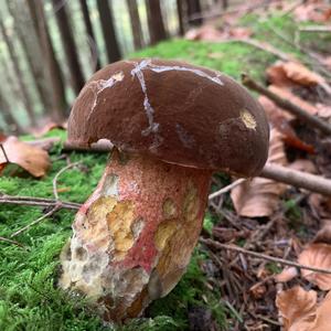 Dotted-stem Bolete