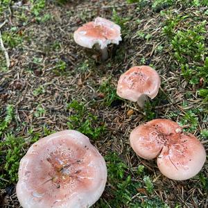 Deadly Lepiota