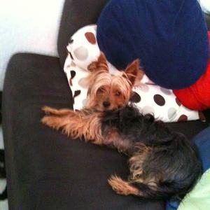 Yorkshire Terrier