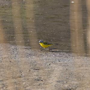 Yellow Wagtail