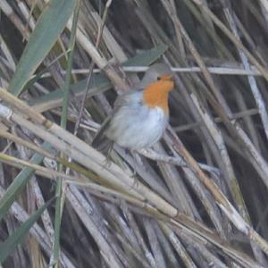 European Robin