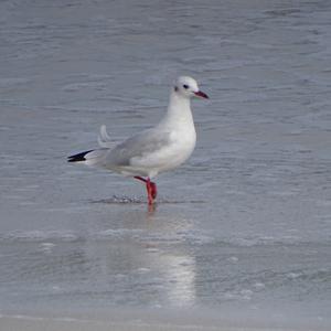 Black-headed Gull