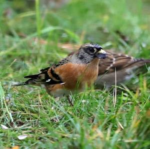 Brambling