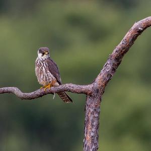 Eurasian Hobby