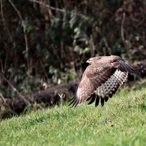 Mäusebussard