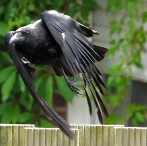 Carrion Crow