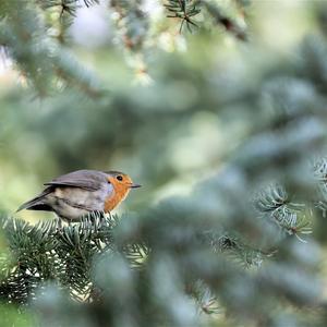 European Robin