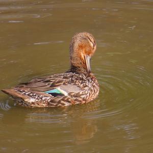 Common Teal