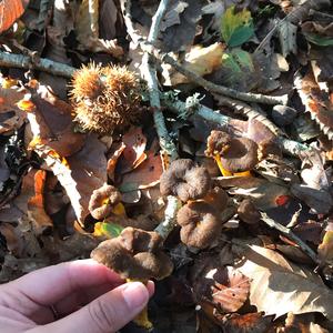 Trumpet Chanterelle