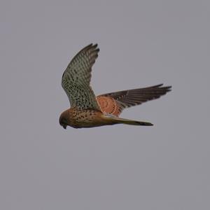 Common Kestrel