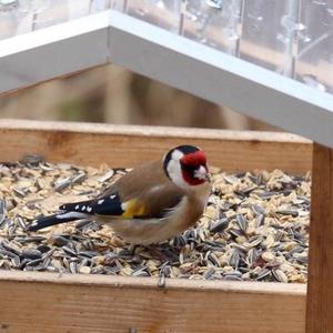 European Goldfinch