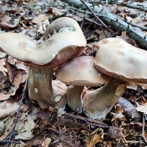 Bitter Bolete