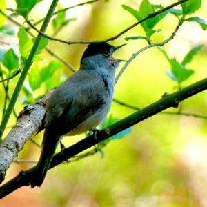 Blackcap