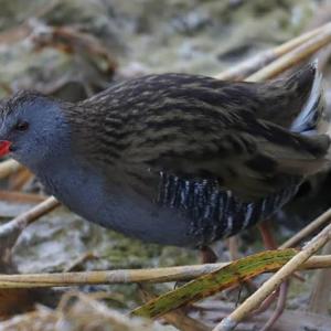 Water Rail