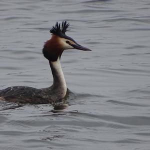 Great Crested Grebe