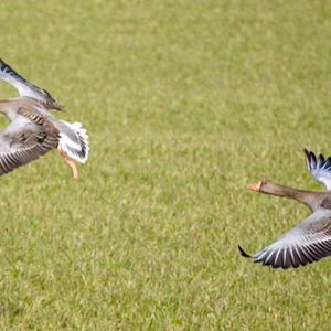 Greylag Goose