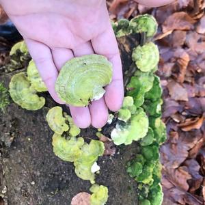 Gill Polypore