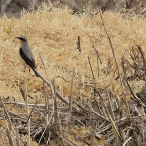 Northern Wheatear