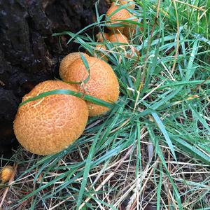 Scaly Pholiota