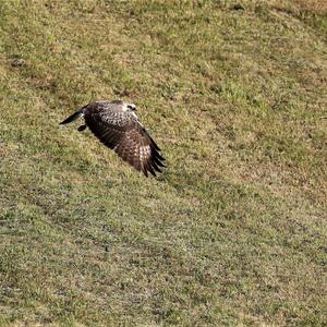 Common Buzzard