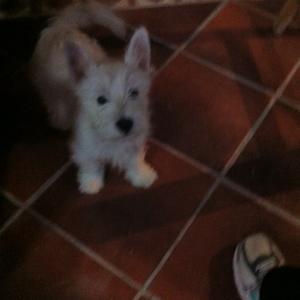 West Highland White Terrier