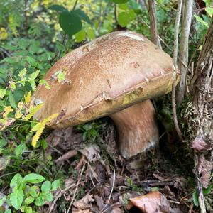 King Bolete