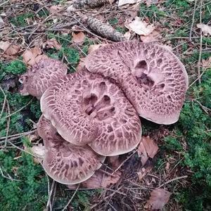 Shingled Hedgehog