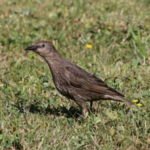 Common Starling