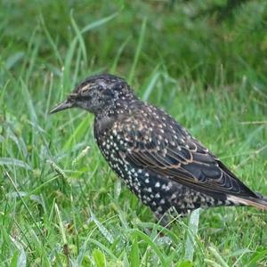 Common Starling