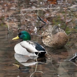 Mallard