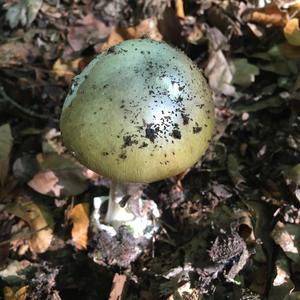 Death Cap