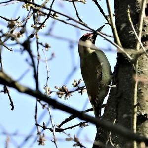 Eurasian Green Woodpecker