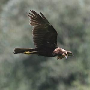 Western Marsh-harrier